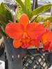 Rlc. Shin Fong Orange